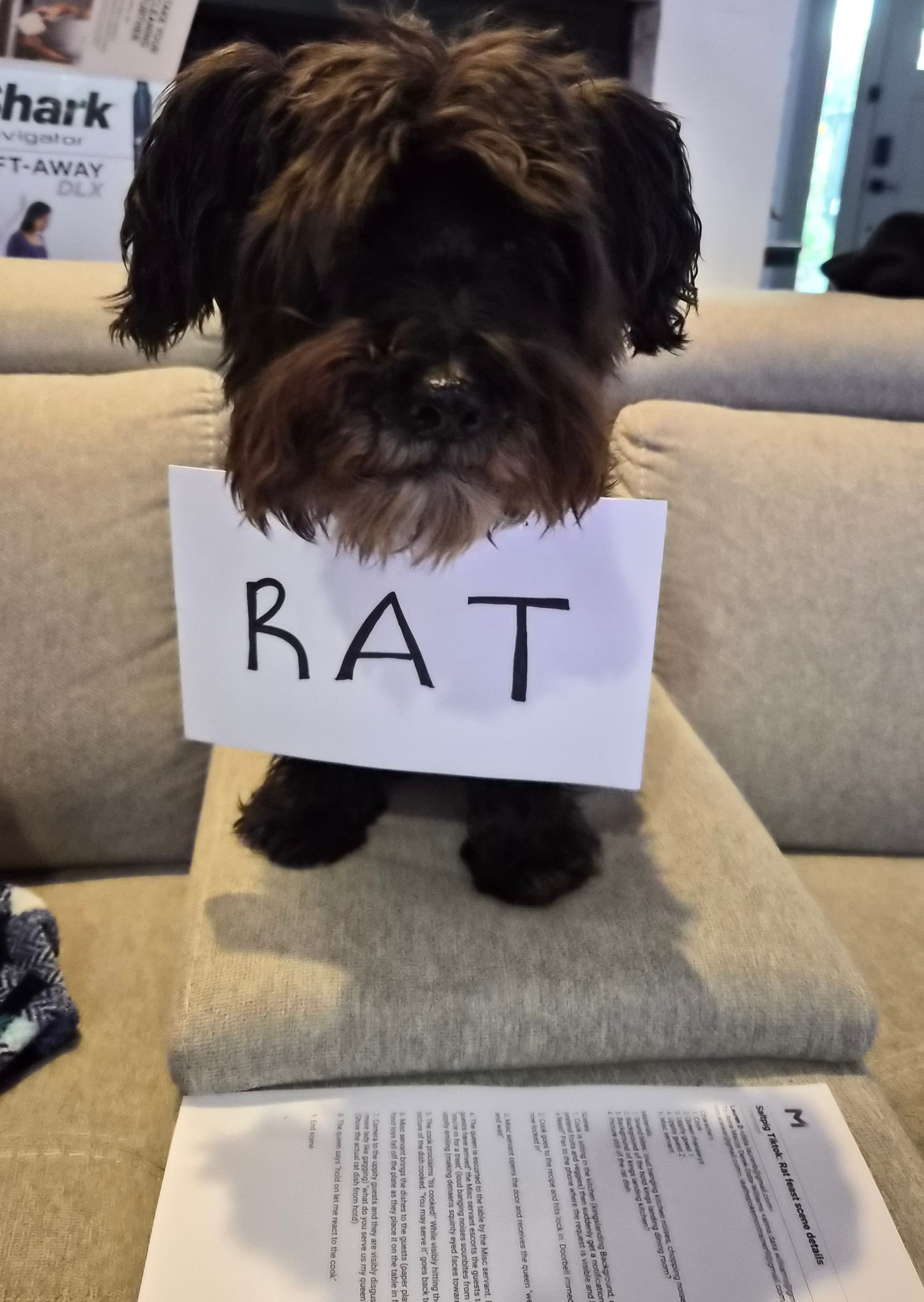 Our miniature schnauzer, wearing the "RAT" prop sign, standing over the printed Gmail script